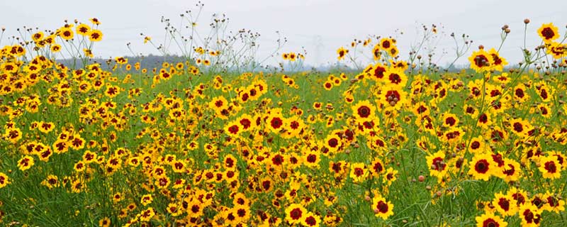 ѩ�յĹ�Ч������ ѩ��ͼƬ